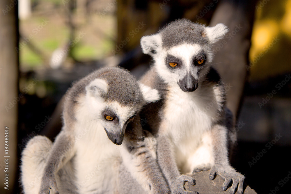 Fototapeta premium Close up portrait of two cute ring tailed lemurs on the blurred background. Copy space for text.