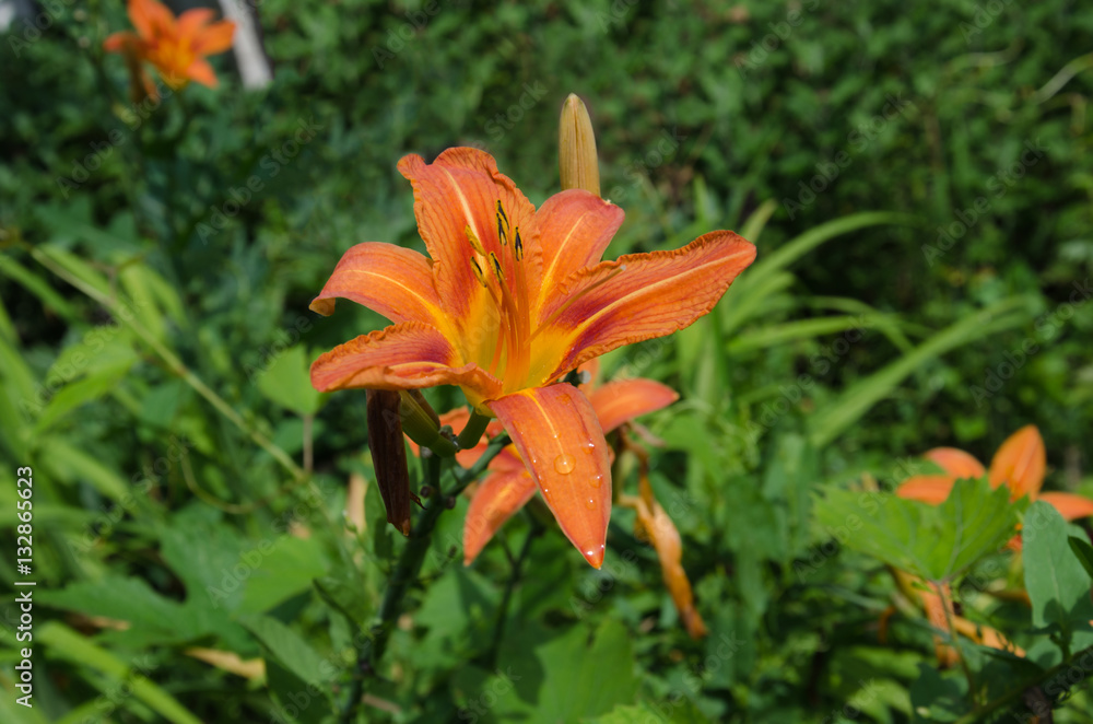 lily flower in the garden lily flower in the garden