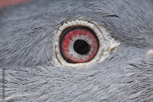 Obraz na płótnie Pigeon Eye