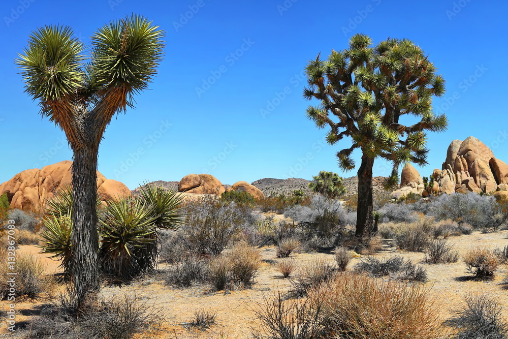 Fototapeta premium Joshua Tree