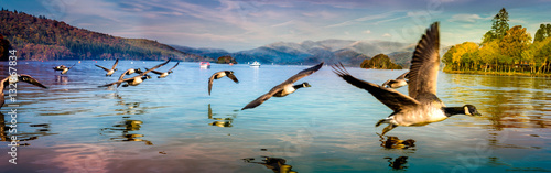 Flock of Ducks flying low at Lake Windermere