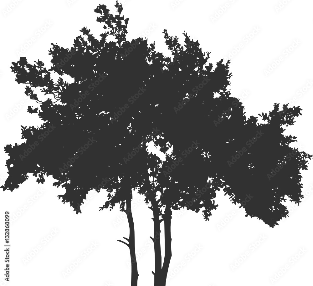 Baum, Silhouette. Vektor