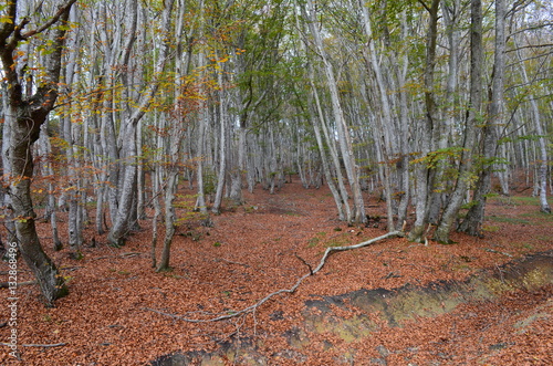 Beech trees