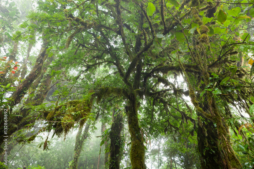 Fototapeta premium Deep in lush foggy rainforest