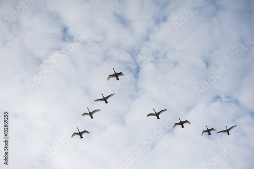 Swans flying wedge