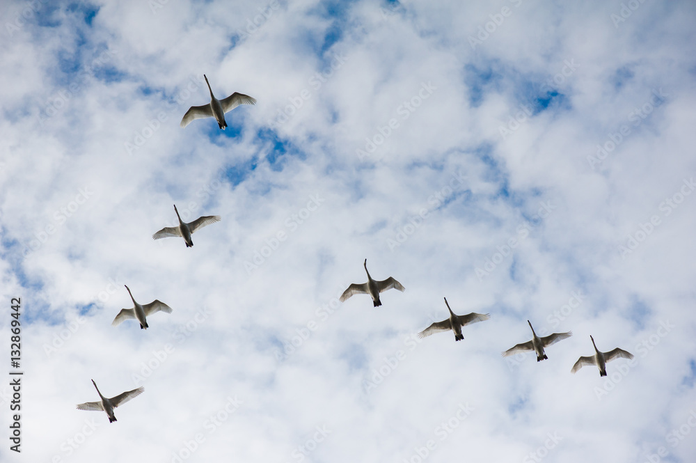 Obraz premium Swans flying wedge