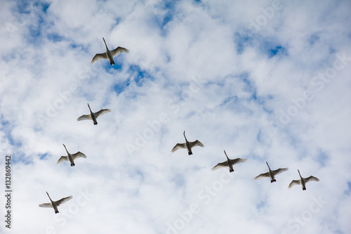 Swans flying wedge