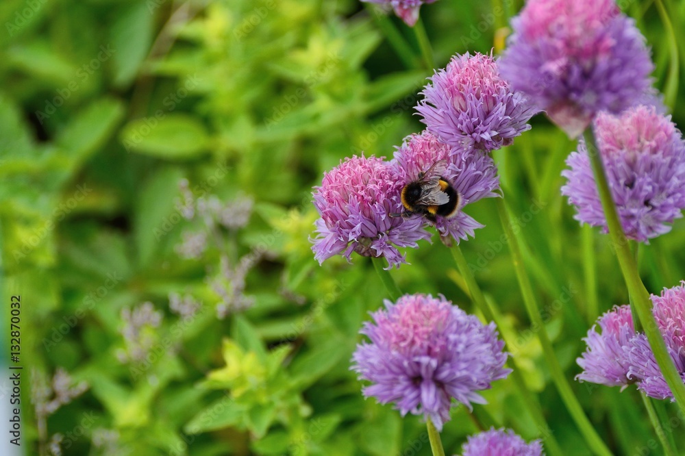 Bumblebee, buff tailed, on chive flowers Bumblebee, buff tailed, on chive flowers