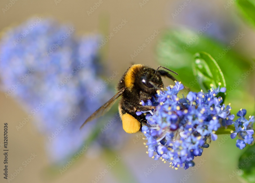 Bumblebee, Bombus, Apidae on ceanothus blossom Bumblebee, Bombus, Apidae on ceanothus blossom