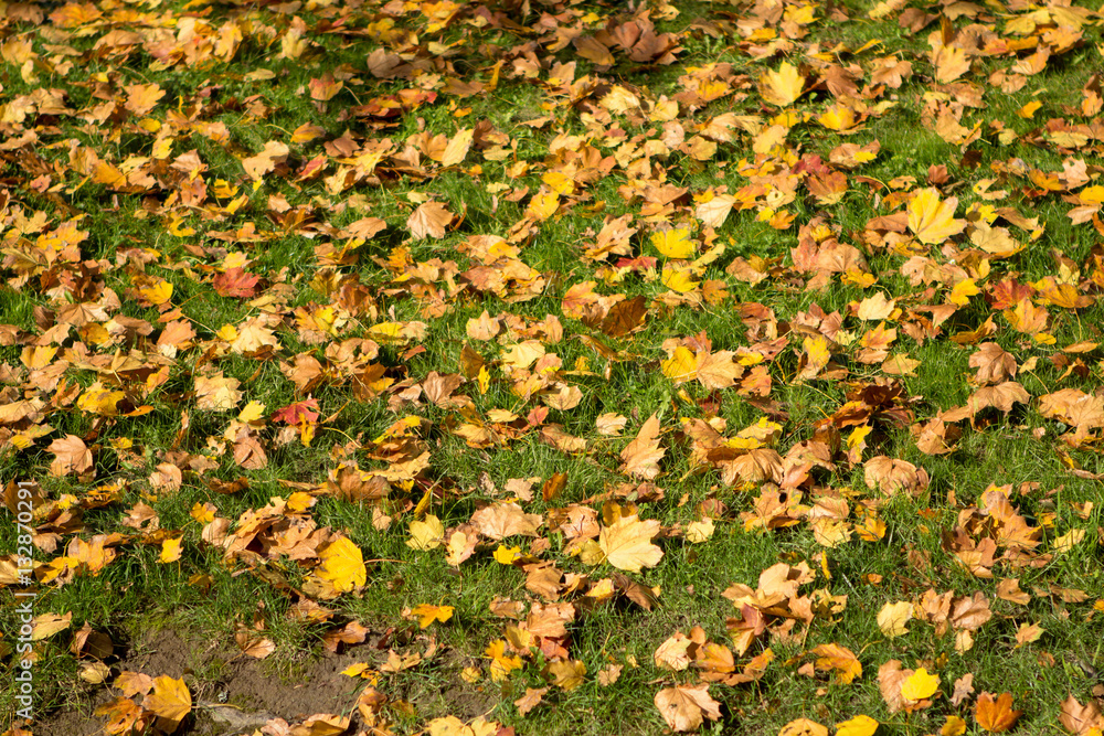 Autumn leaves Autumn leaves