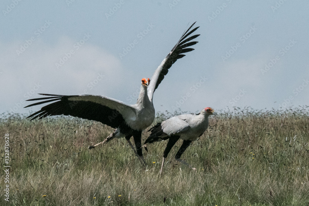 Fototapeta premium Secretary bird mating dance