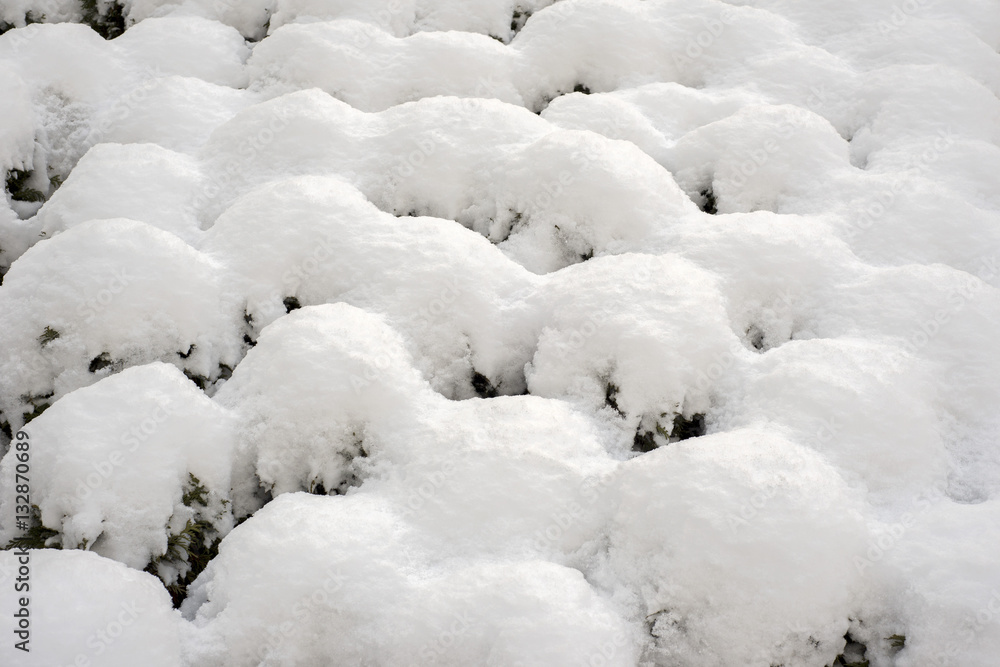 Lot of snow on the small bushes