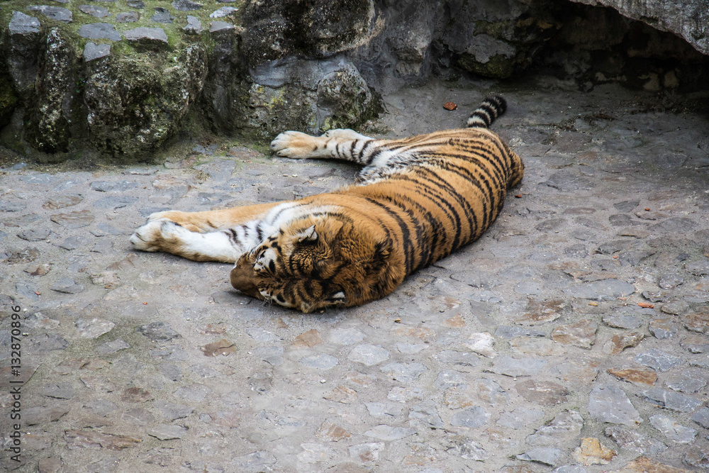 Naklejka premium Tiger