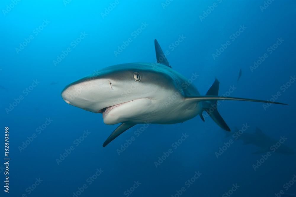 Naklejka premium tiburones de arrecife en Bahamas