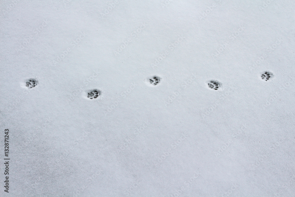 Cat's footprints in the snow Cat's footprints in the snow