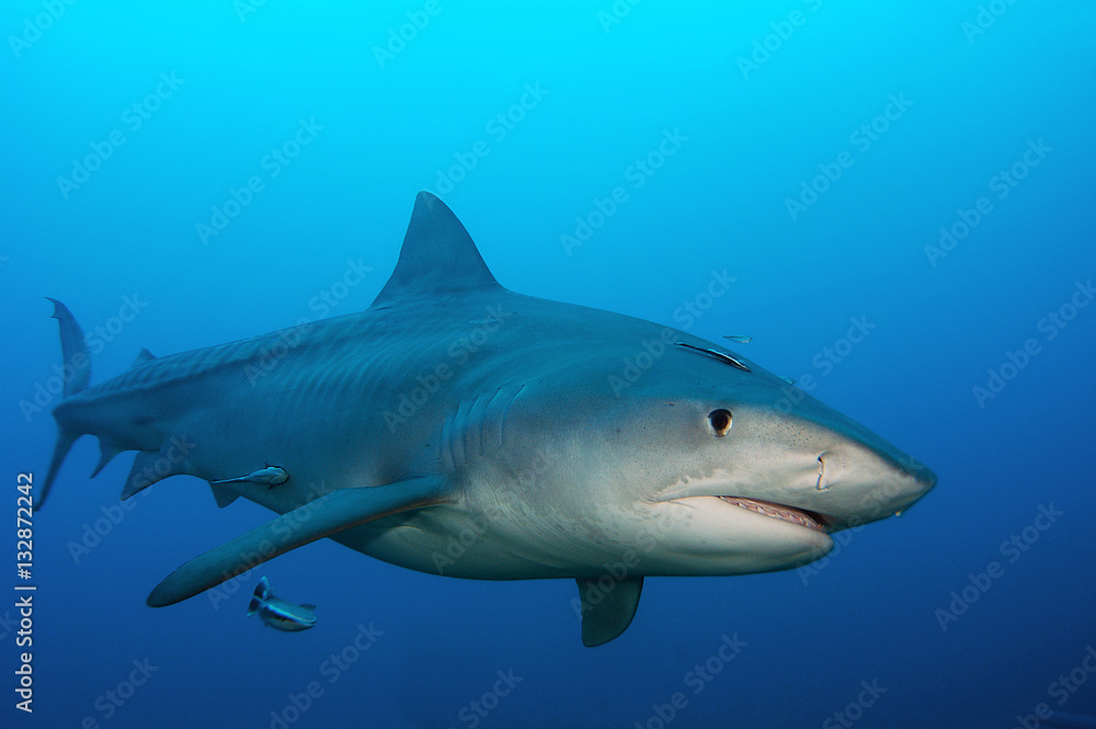 Tiburón tigre en Bahamas