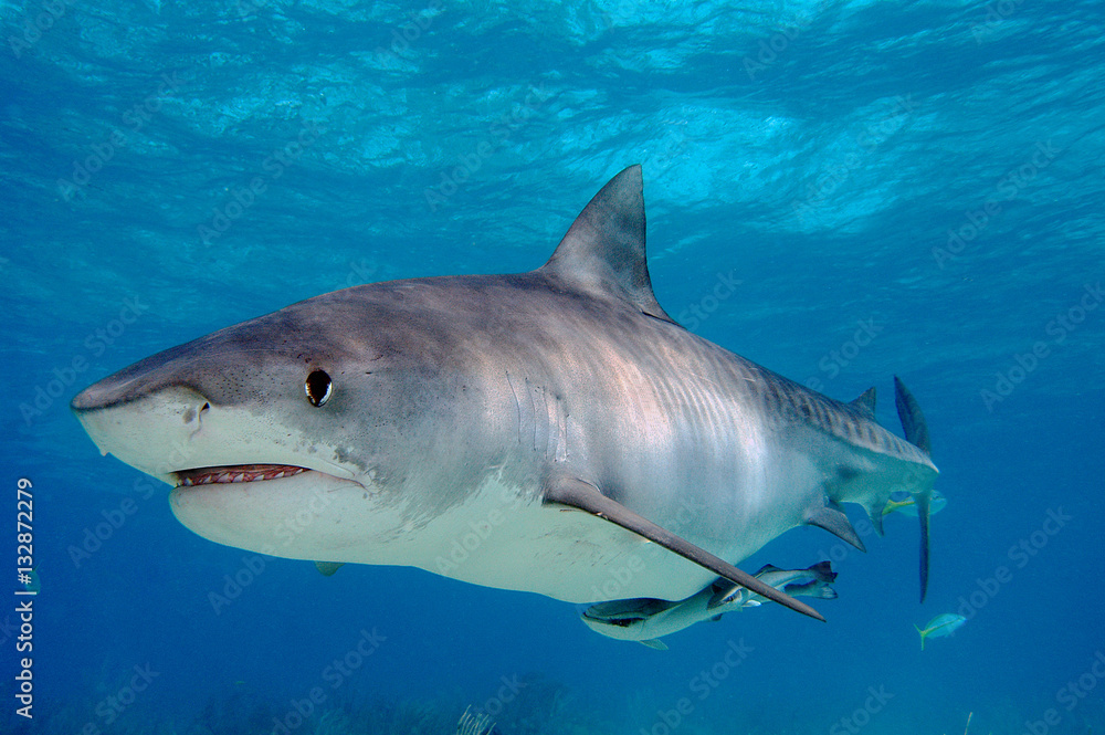 Tiburón tigre en Bahamas Tiburón tigre en Bahamas