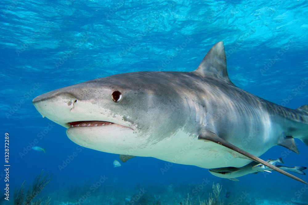 Naklejka premium Tiburón tigre en Bahamas