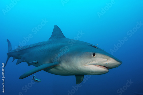 Tiburón tigre en Bahamas