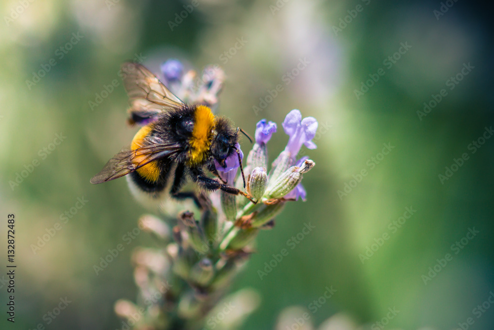 Hummel auf Lavendel Hummel auf Lavendel