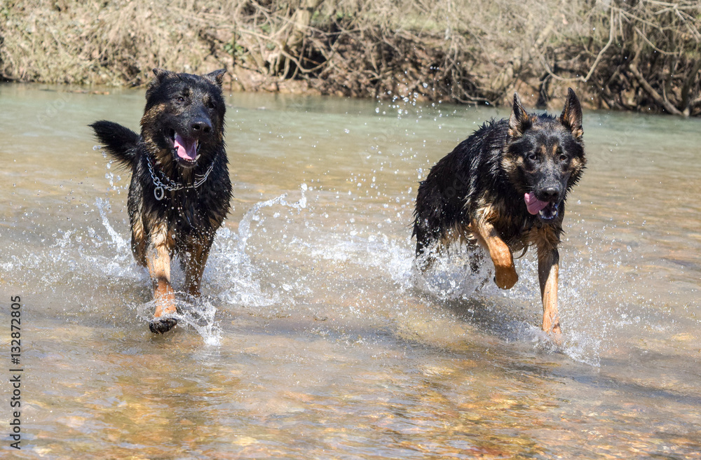 German Shepherds German Shepherds