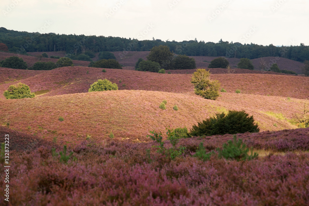 sunlight over hills with pink heather