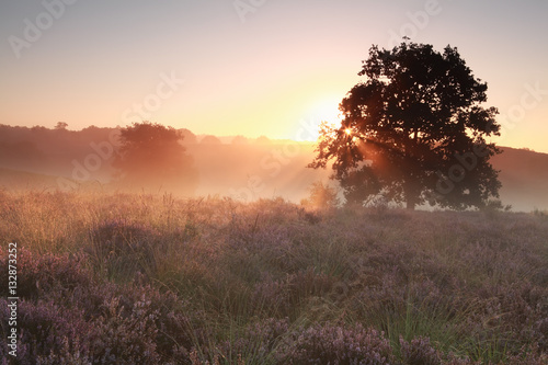 tranquil misty sunrise on heathland