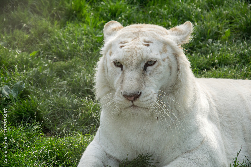 Naklejka premium White Tiger