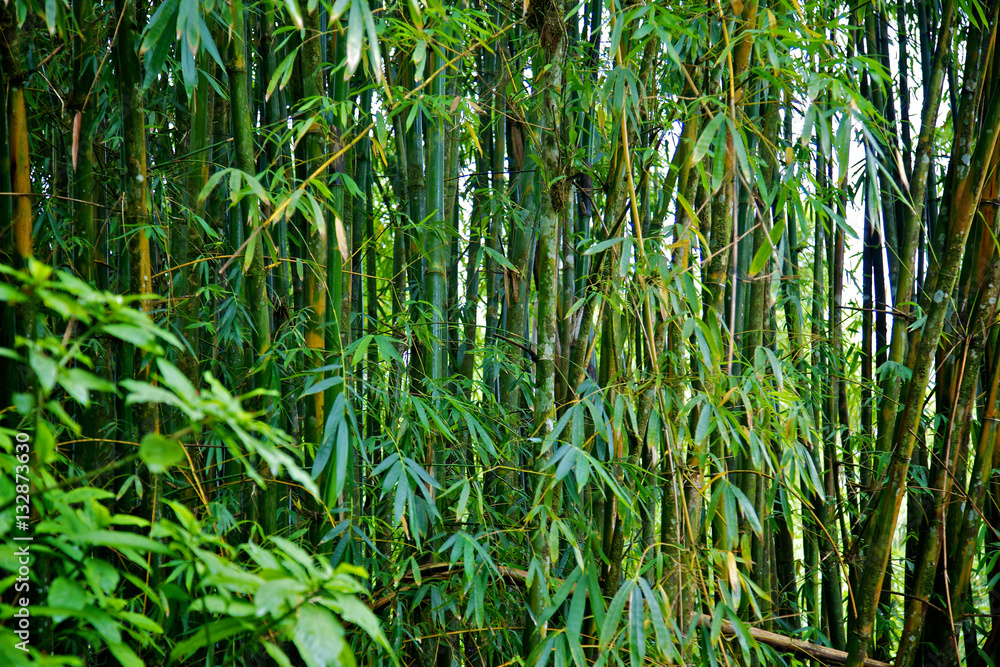 Fototapeta premium Rain Forest