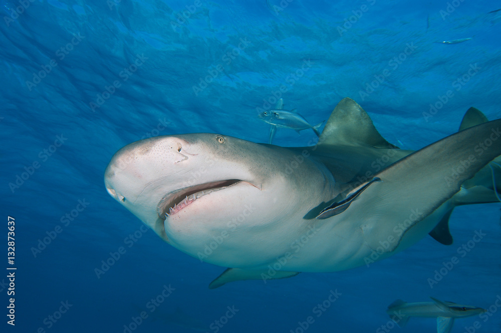 Obraz premium Tiburón limón en Bahamas