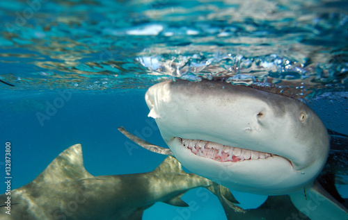 Obraz na płótnie Tiburón limón en Bahamas
