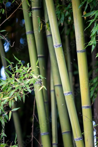 Fototapeta Naklejka Na Ścianę i Meble -  bamboo plant