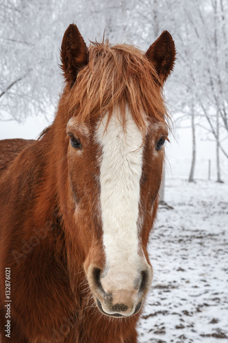 Horse in winter with snow covered trees