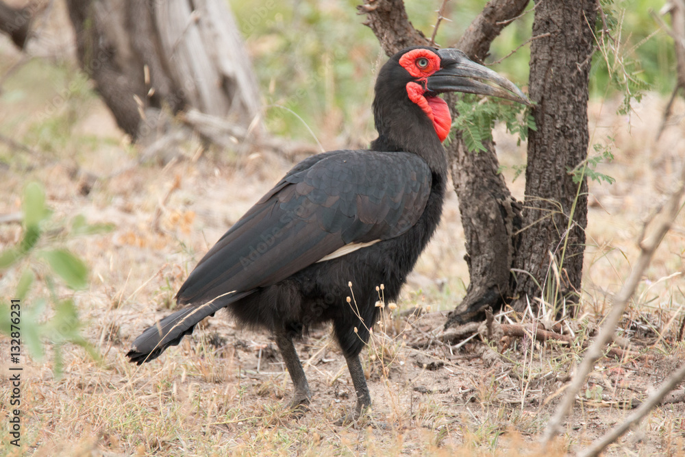 Obraz premium Ground hornbill