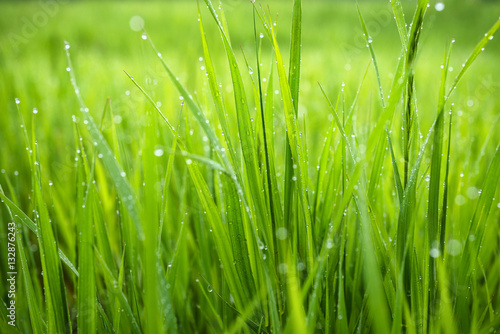 Macro photo of green grass
