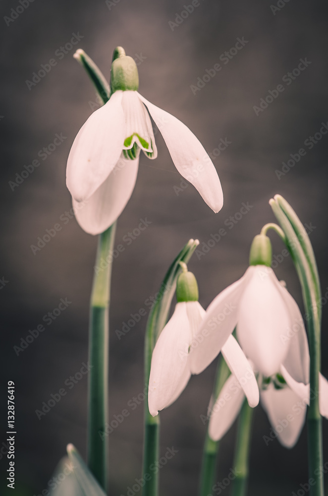 Fototapeta premium snowdrops blossoming detail