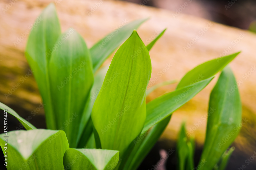 Fototapeta premium wild garlic plant