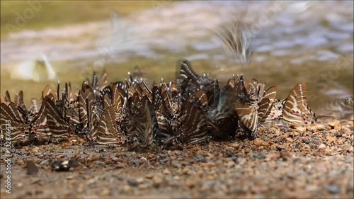 butterflies many species find food explore natural sources .High quality footage