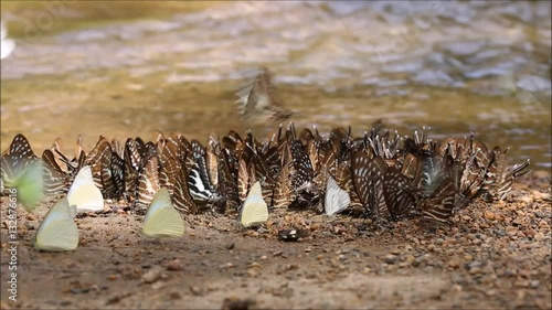 butterflies many species find food explore natural sources .High quality footage