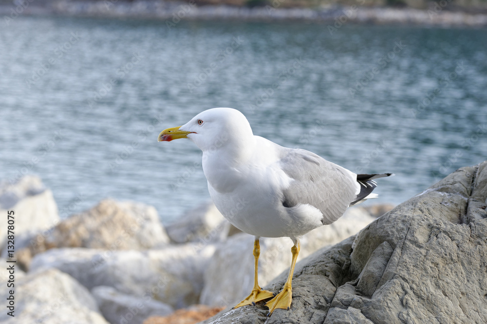 seagull