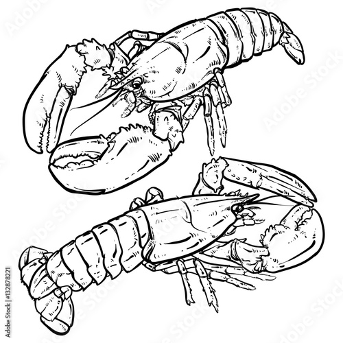 Lobster with claws on a white background. Seafood. Drawing.