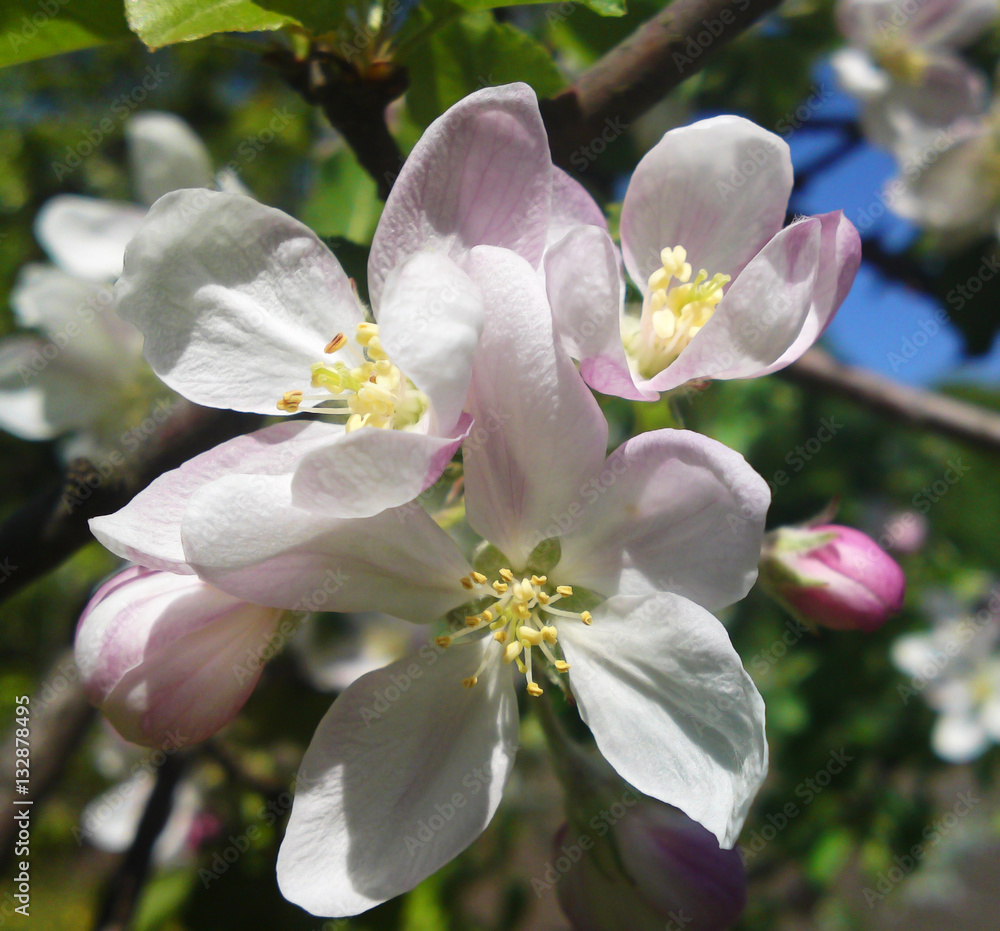 Obraz premium Cherry blossom in the spring orchard