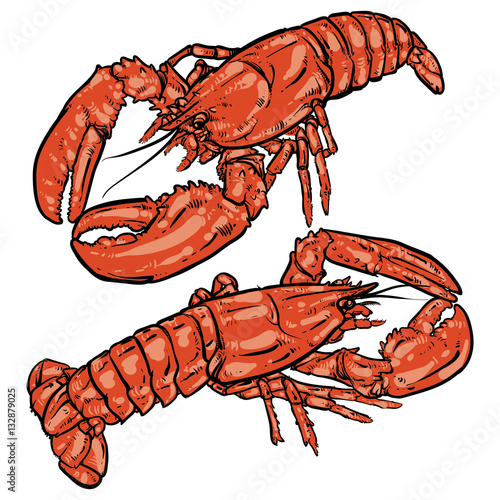 Lobster with claws on a white background. Seafood. Drawing.