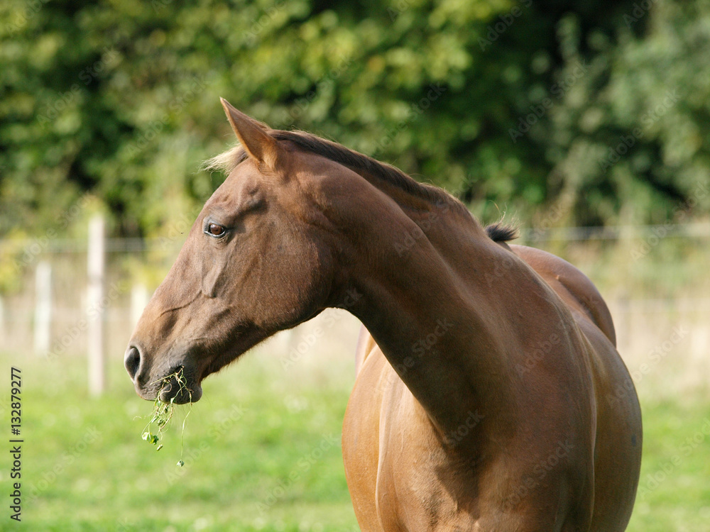 Obraz premium Horse Headshot