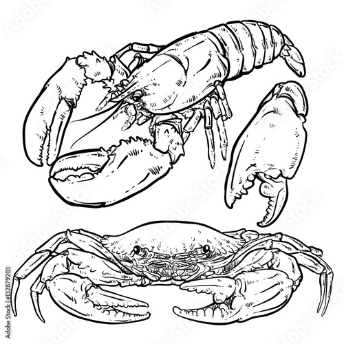 Lobster with claws on a white background. Seafood. Crab with cla