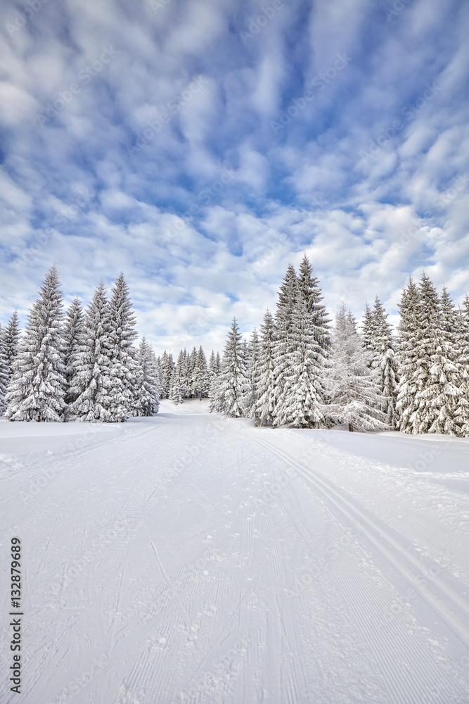 Winter landscape with cross-country skiing tracks and snow covered trees.