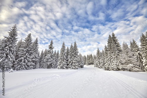 Winter landscape with cross-country skiing tracks and snow covered trees.. © MaciejBledowski