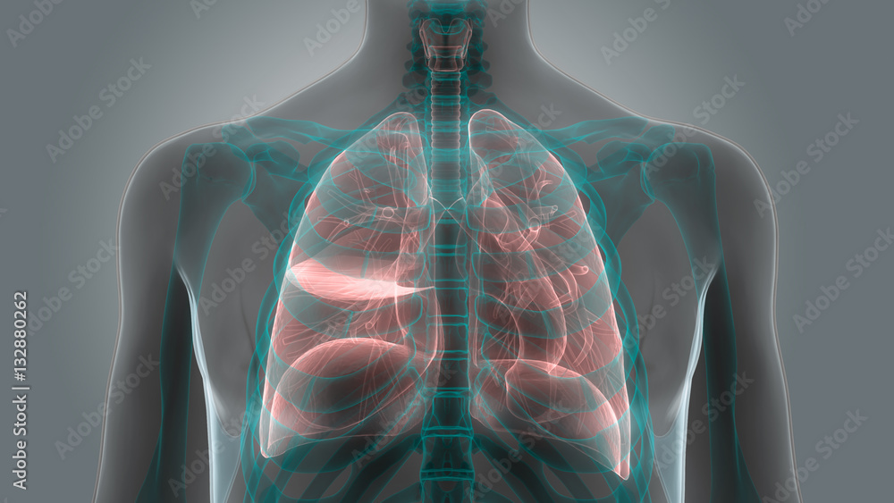 Human Body Organs (Lungs Anatomy) Stock Illustration | Adobe Stock