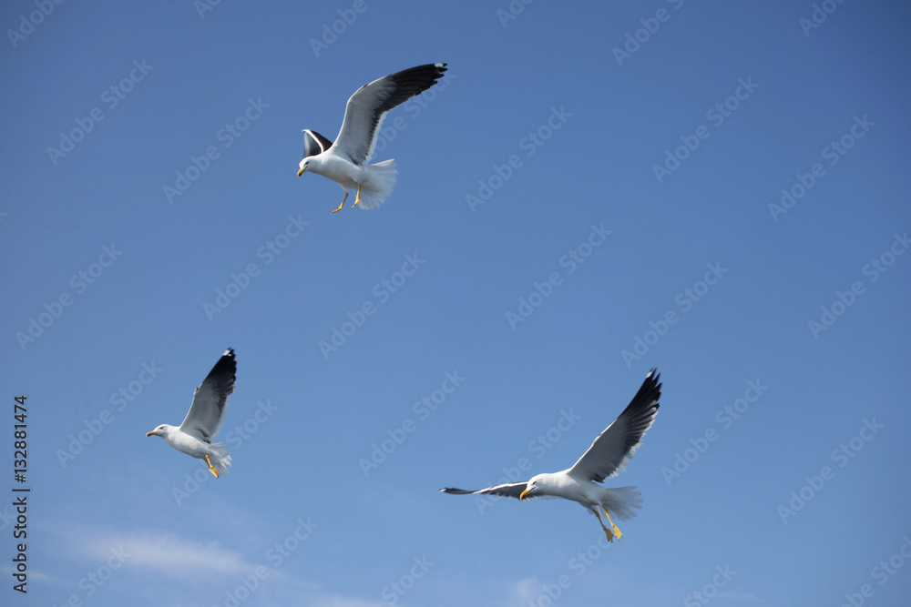 Obraz premium Three gray white seagull on blue sky background