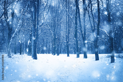 Winter forest nature snowy background.